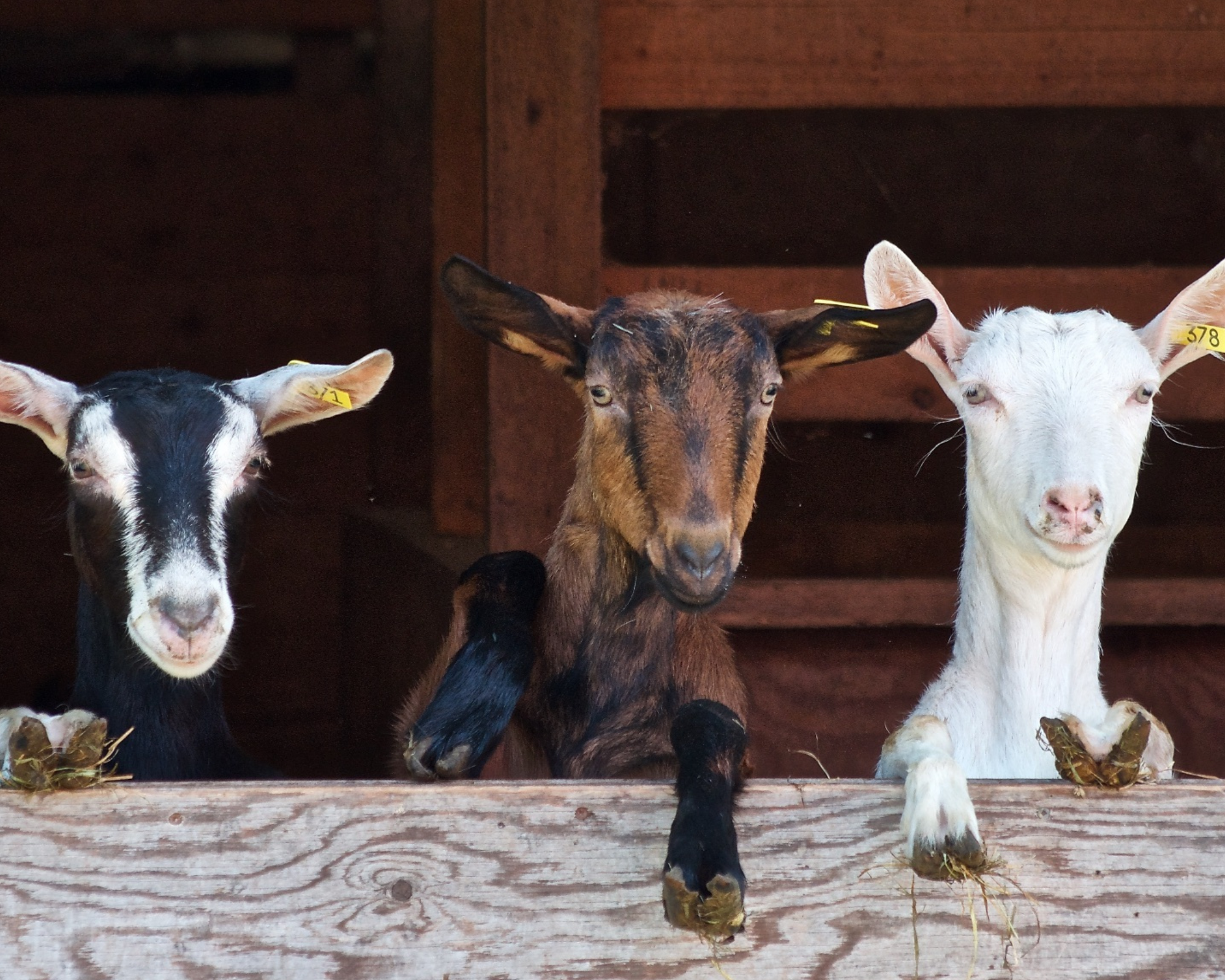 Ces fromages qui nous rendent chèvres